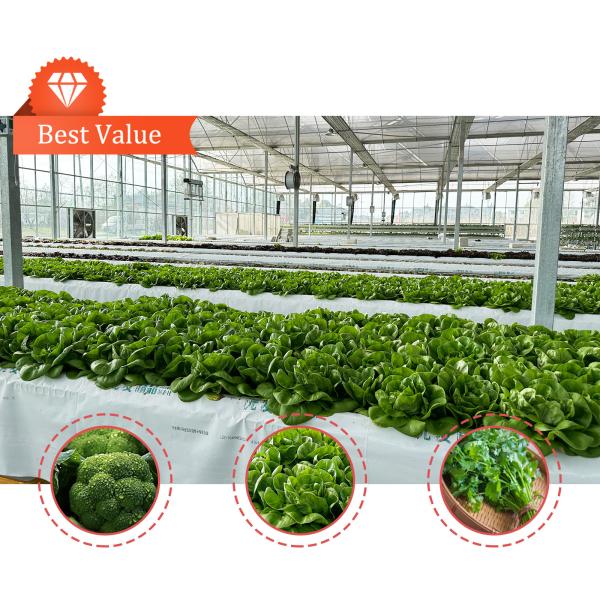 High Intensity Multi-span Arch Plastic Film Greenhouse Hot Dip Galvanized Steel