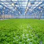 Agricultural Multi Span Hydroponic Fiber Glass Greenhouse For Vegetables Growing