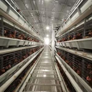 China 2000 Birds H Type Broiler Meat Chicken Cage ISO9001 43 X 60 X 41 Cm wholesale