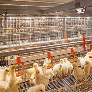 China Galvanized Steel Frame Chicken House Bolts Connection Steel Structure Poultry Sheds wholesale