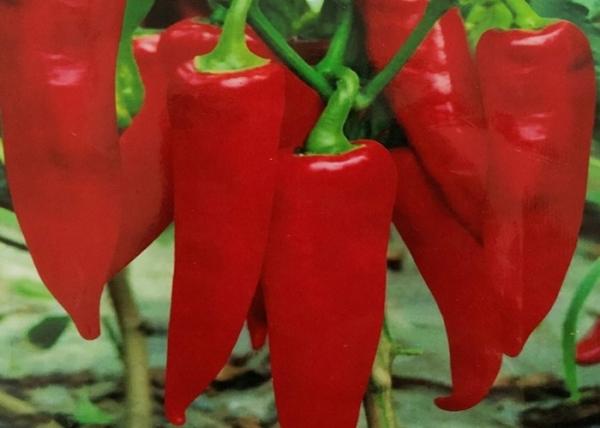 Organic Yidu Chili Red Pepper Beijinghong Jinta Chilli FDA HACCP KOSHER BRC