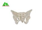 Adult Female Pelvis Model Medical Teaching Models Life Size PVC Material