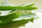 100% purely natural Aloin 20%-95% Aloe Vera Extract powder for healthcare