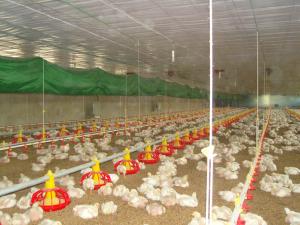 China poultry stockline wholesale