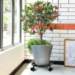 Indoor and Outdoor Plant Dolly Rolling Stand for 10.2 and 12 Inch Pots Perfect