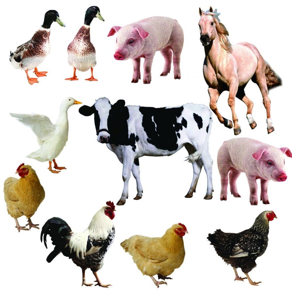 Horse Meat Poultry Waste Rendering Plant / Poultry Slaughter Equipment