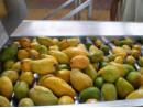 Low Energy Consumption Fruit Jam Production Line For Mango / Cherry / Strawberry