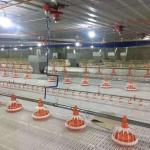 Floor Ground Chicken Water Feeding System Broiler Automatic Feeder