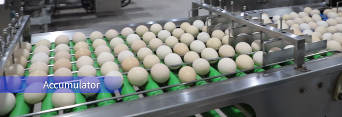 Egg Washing Grading Packing Machine Durable Large-Scale for Farm Processing Equipment