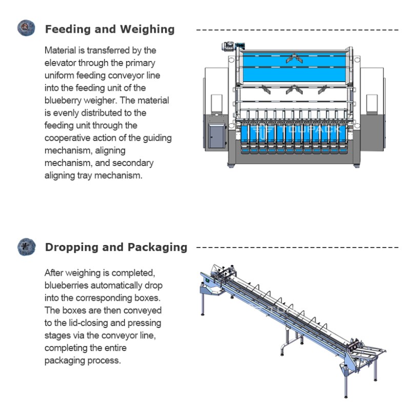 Speed Meets Precision: The Ultimate Small Fruit Packaging Solution