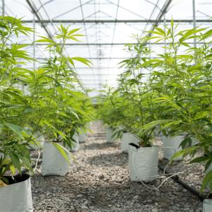 China Single Span Tunnel vegetable Light Deprivation Greenhouse Length 30-45ft wholesale