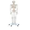 Buy cheap School Medical Simulation Pvc 180cm Tall Human Skeleton Model from wholesalers