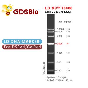 China 10000bp 10kb DNA Ladder Electrophoresis High Purity Reagents wholesale