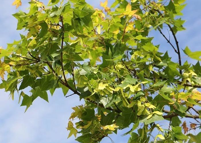 CAS 506-37-6 Organic Maple Seed Anti Aging Edible Oil