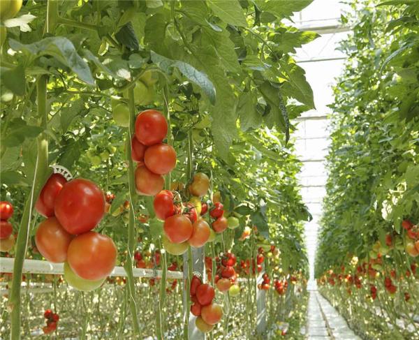 Exhibition Venlo Greenhouse Structure , Polycarbonate Sheet Greenhouse High