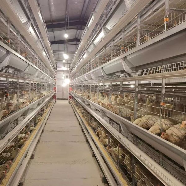 H Type 20000 Capacity Battery Layer Egg Chicken Cage with Automatic Cleaning Belt and Egg Collection System and Feeding System