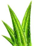 100% purely natural Aloin 20%-95% Aloe Vera Extract powder for healthcare