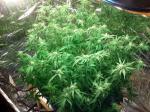 Full Spectrum ETL 365nm indoor led grow light