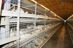 Modern Broiler Chicken Farming Equipment Automatic H Type Poultry Broiler Cage