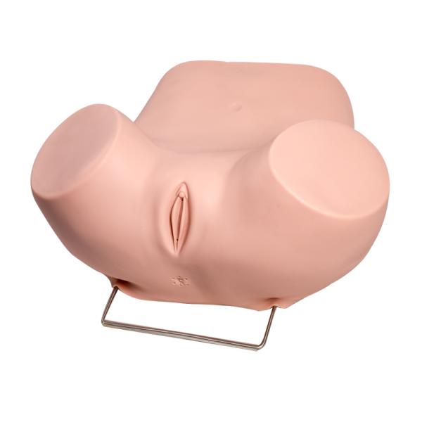 Viginal Examination Gynecologic Simulator With Normal Uterus