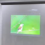 Dark Grey Self Adhesive Rear Projection Foil , Front Projection Film for Trade
