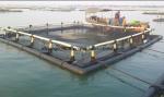 Aquatic Floating HDPE Fish Cages Anti Wave Anti Wind For Tilapia