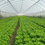 Galvanized Steel Frame Pe Film Greenhouse Single Span Greenhouse Tunnel 30 X 10