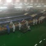 PLC Canned Fruit Production Line Canned Pear Processing Line