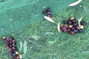 China Nut & Olive Harvesting Net to greece, Italy wholesale
