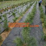 environmental biodegradable pp woven weed control mat, heavy dury pe tarpaulin
