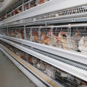 China A Type Layer Poultry Chicken Cage System Hot Galvanized Q235 Steel Wire Material wholesale