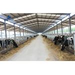 Painted Prefabricated Cow Shed Steel Structural Fabrication Construction For