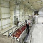SUS 304 Apple Processing Equipment Apple Puree Making Machine