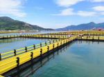 Round HDPE Pipe Circular Floating Net Cage for Fish Farming Made of HDPE and USD