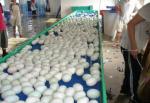 China Industrial Baking Hamburger Bread Cooling Spiral Chiller