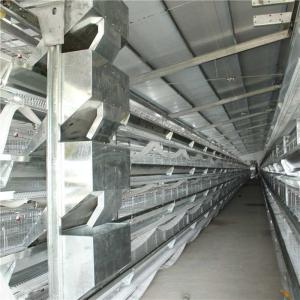 China Commercial Automated Poultry Feeding System , Broiler Chicken Farm Equipment wholesale