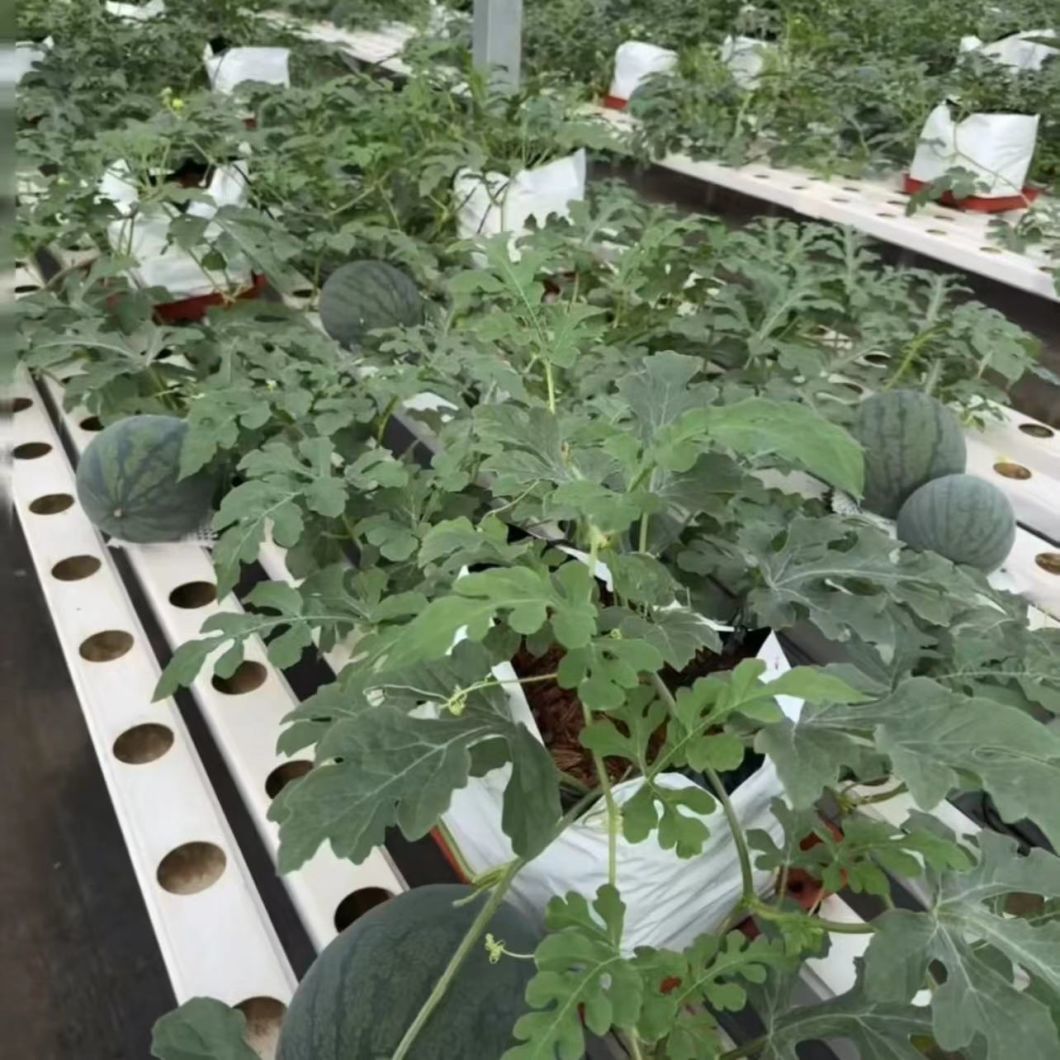 Agriculture Multi Span PC Plate Greenhouse for Vegetable/Crop/Flower/Fruit Planting