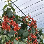Chinese Origin Film Cover Greenhouse Setup Shipping Cost and Estimated Delivery