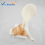 Professional Hip Joint Anatomical Skeleton Model Full Size VIC-110