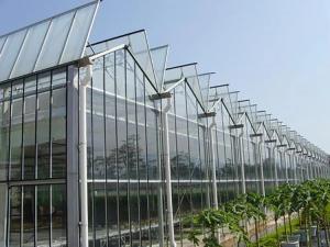 China Aquaponics Venlo Glass Greenhouse With Full Roof Windows Ventilation System on sale