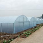 Agriculture Plastic Film Multi Span Greenhouse Tomato Strawberry Hydroponic