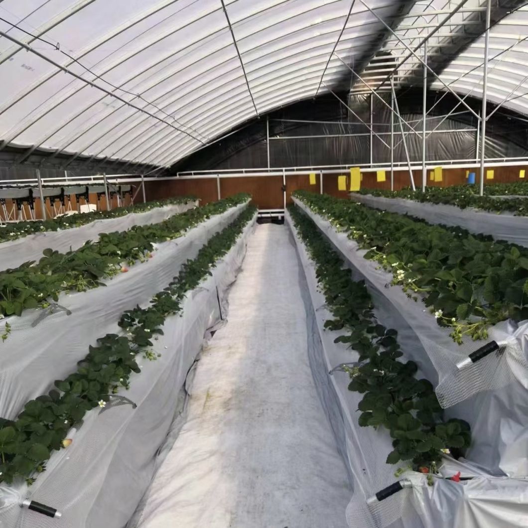 Innovative Agriculture Arches Tunnel Greenhouse Kit