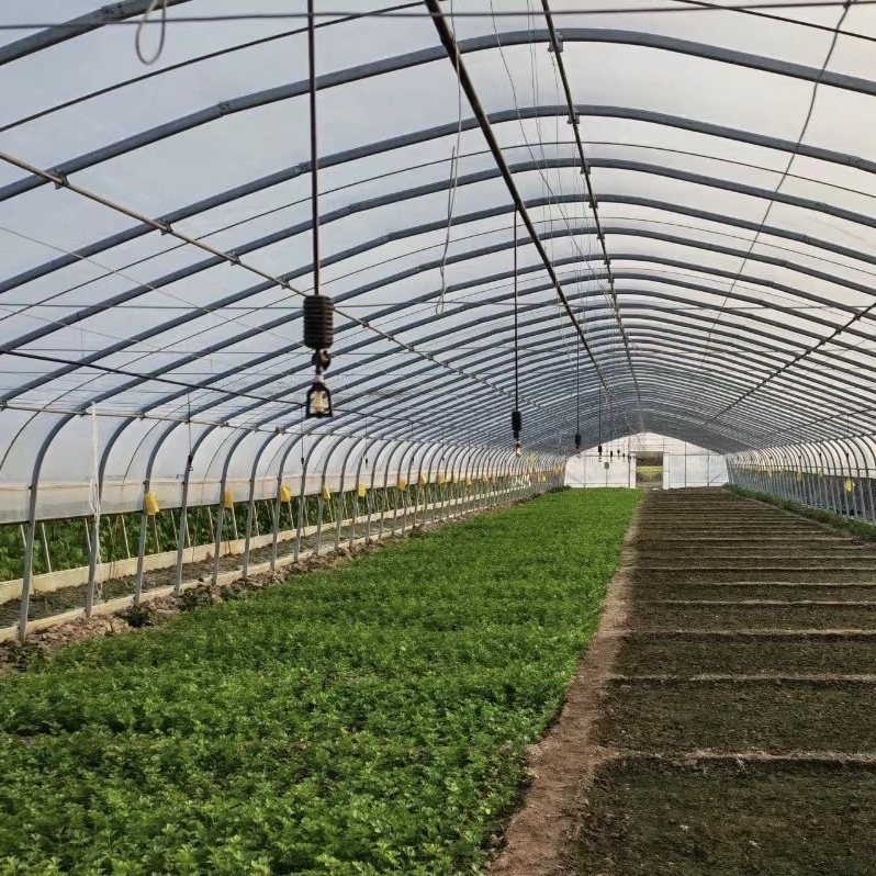 Low Cost Greenhouse Hydroponic Growing System for and Vegetables