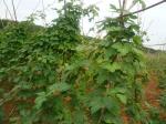 pueraria mirifica powder extract best quailty --Pueraria Lobata (Wild.) ohwi