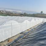 Uv Resistant Polyethylene Berry Hoop Film Greenhouse With Door Keep Warm Growing