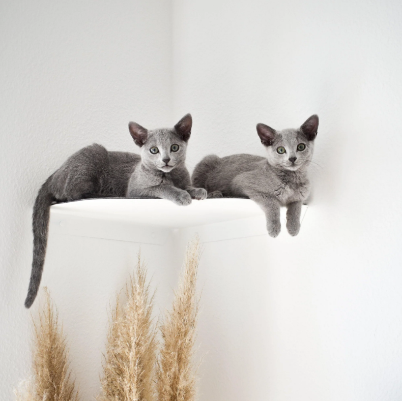 Wall-Mounted Cat Climbing Bracket Individual Shelf for Active and Entertained Felines