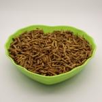 Dry Place Storage - BSF Protein Powder with 20% Carbohydrate Content