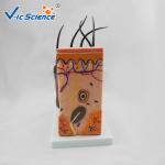 Medium Sized Human Anatomical Model Skin Model Anatomy Magnification 70 Times