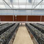 Multi Span Mental Pipe Plastic Tomato Greenhouse Doom For Agriculture