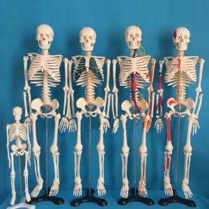 China Medical Science 180cm Scattered Anatomical Skeleton Educational Model wholesale